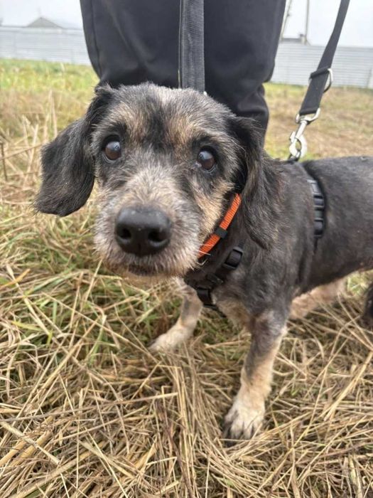 Binka bardzo potrzebuje domu ADOPCJA