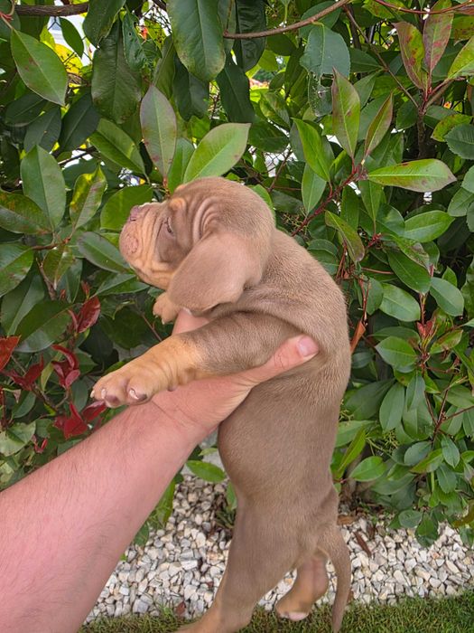 American bully macho