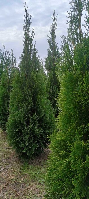 Tuje Szmaragd Świerczynek