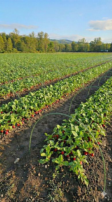 Дуги для парника/опори для рослин 6 мм 1,5м від Українського виробника