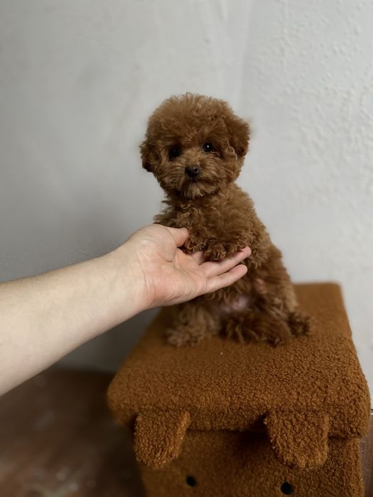 Экстра мини ред браун девочка