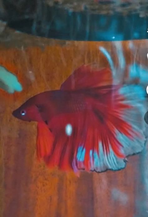 Vendo betta macho