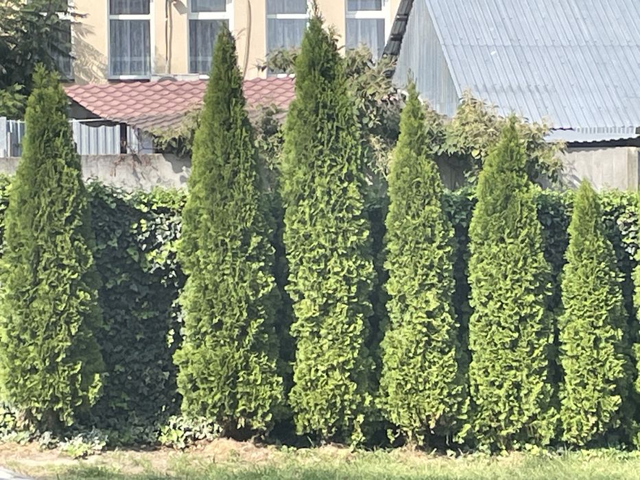 Туя смарагд 12 шт висота 2 м+