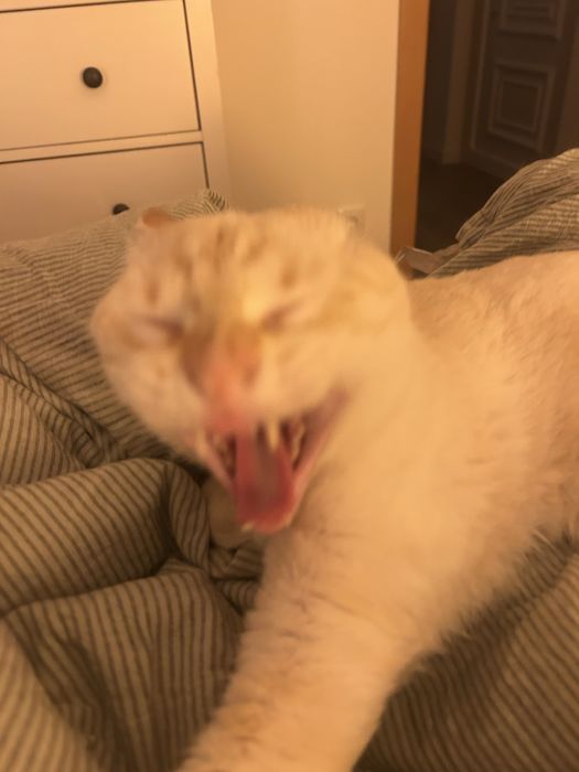 Gatinho 9 meses Adoção