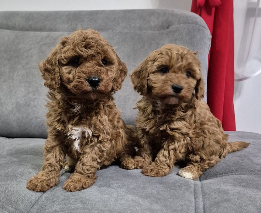 Cavapoo F1B hybryda ras Sunia