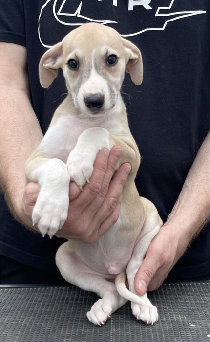Whippet Chart angielski Revirado FCI