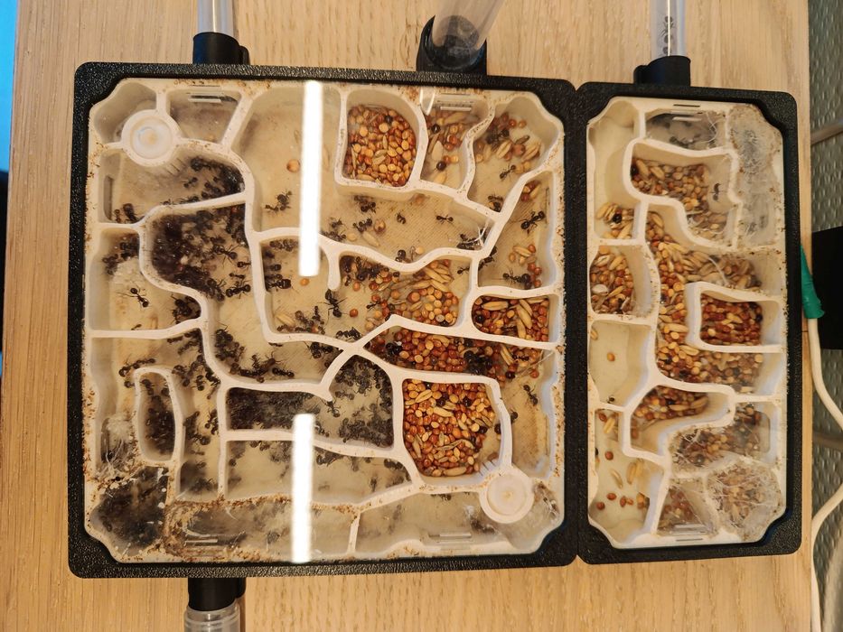 Messor barbarus – duża kolonia + szklane formikarium + wyposażenie