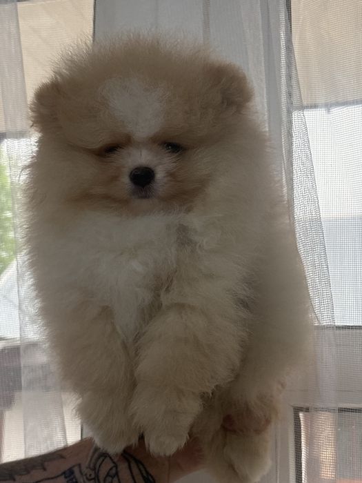 шикарний Хлопчик шоу класу