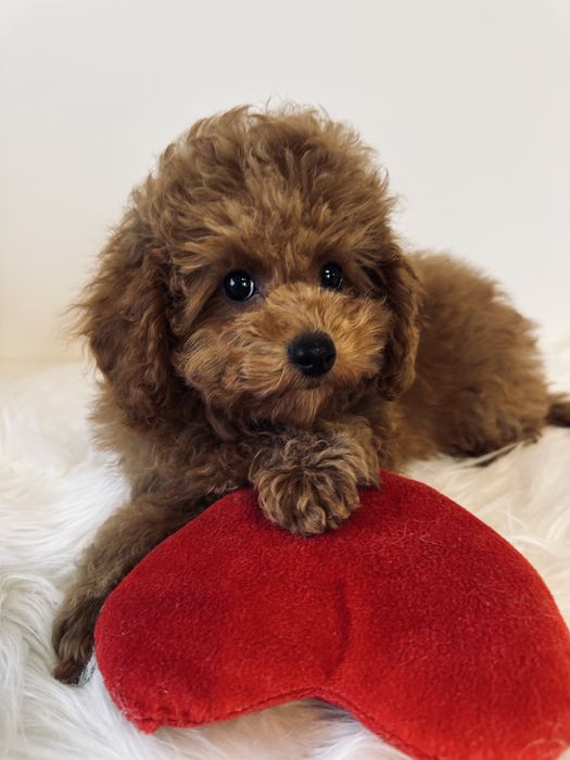 Pudel Toy red chłopiec