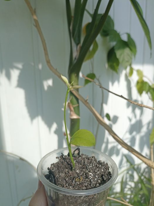 Росточки лимону.