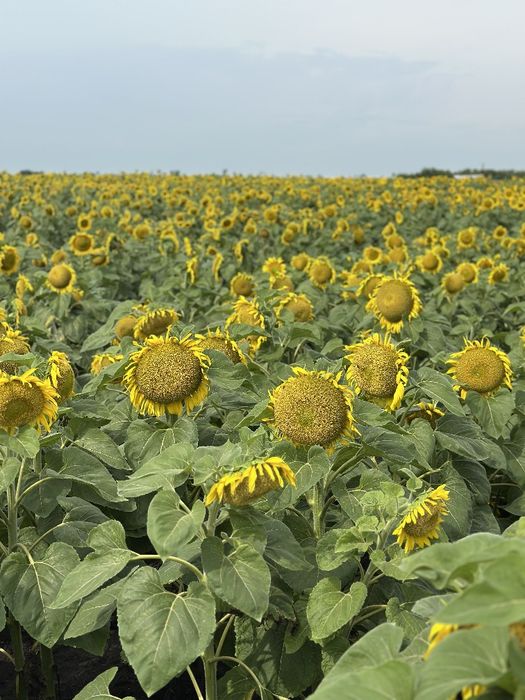 Насіння соняшнику. Посівний матеріал. Гібрид під Євро-Лайтинг