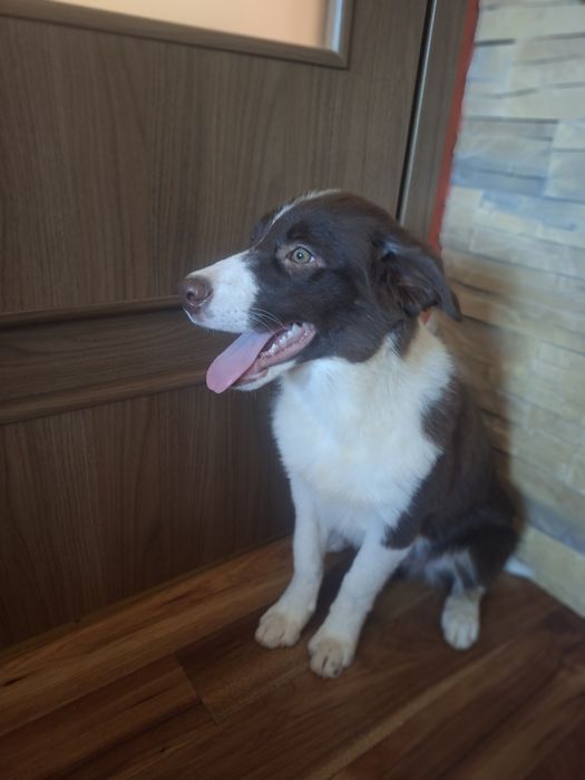 Border Collie piesek szczeniak brązowo-biały:-)
