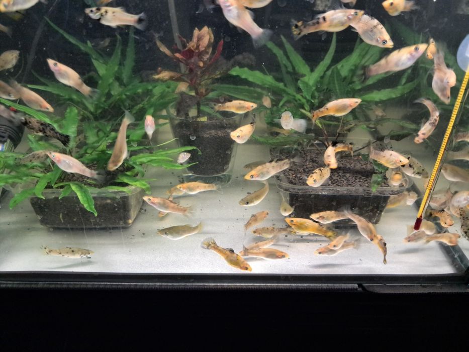 Sprzedam molinezje molinezja nakrapiana srebrna złota