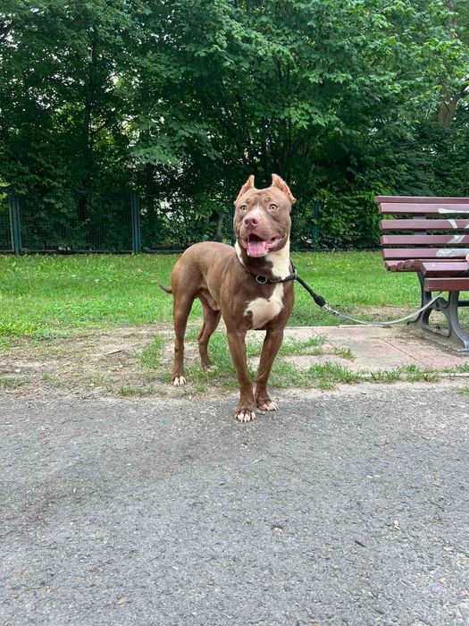 Чистокровний пітбуль