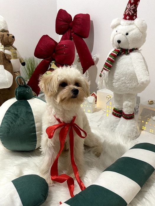 Ексклюзивні дівчатка Помапу з ідеальним характером