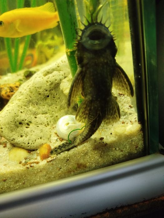 Vendo ancistro adulto