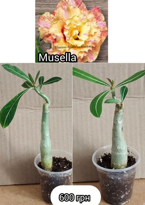 Аденіум щеплений Amaryllis