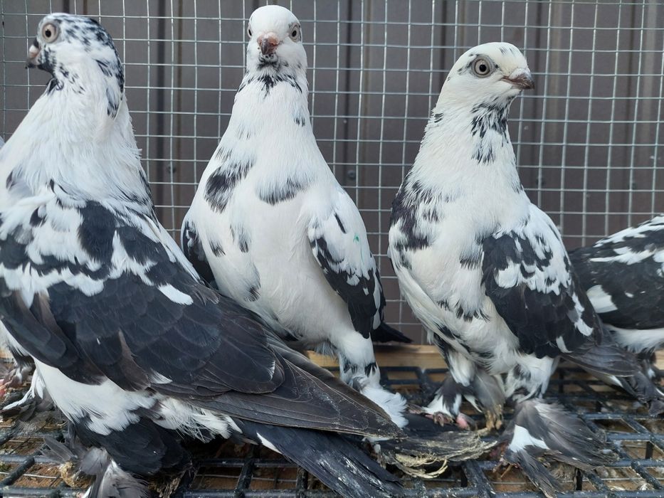 Gołębie. Widyny czarne