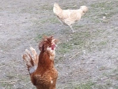 Jaja lęgowe od kur ozdobnych