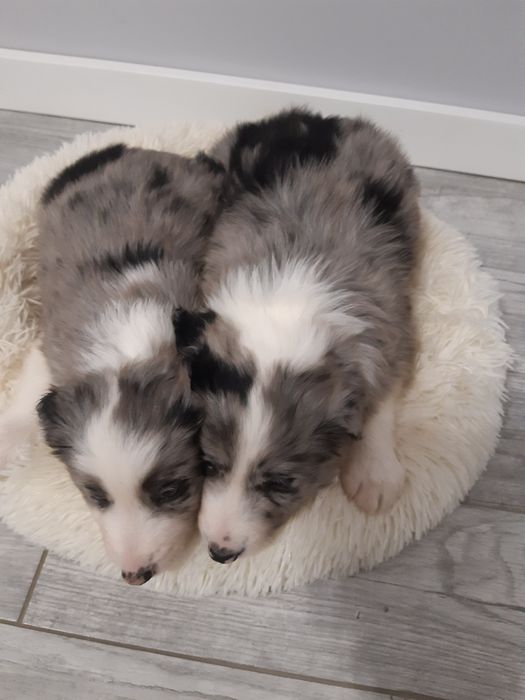 Border Collie blue merle piesek