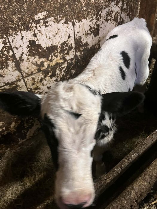 Sprzedam cielaka byka