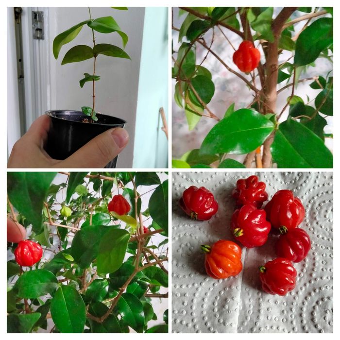 Продам  кімнатні квіти