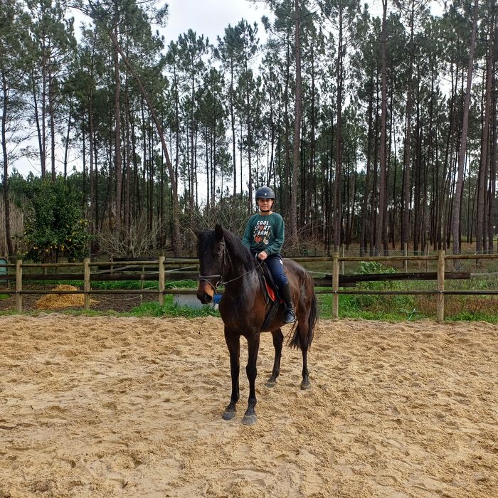 Vendo egua lusitana montada