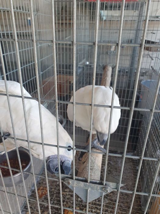 Catatua Albas  casal ja com cités