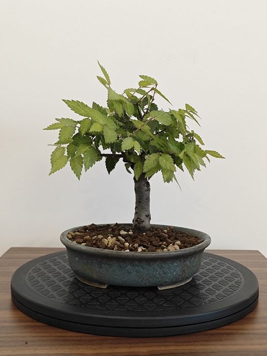 Pré-Bonsai Ulmus