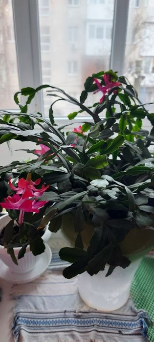 Цветок рождественник шлюмбергер