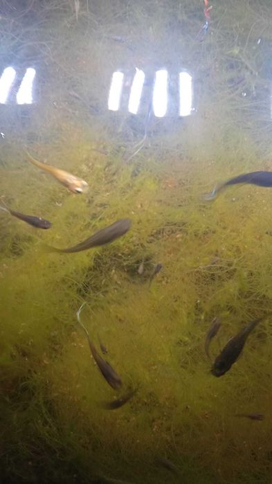 Packs de guppies