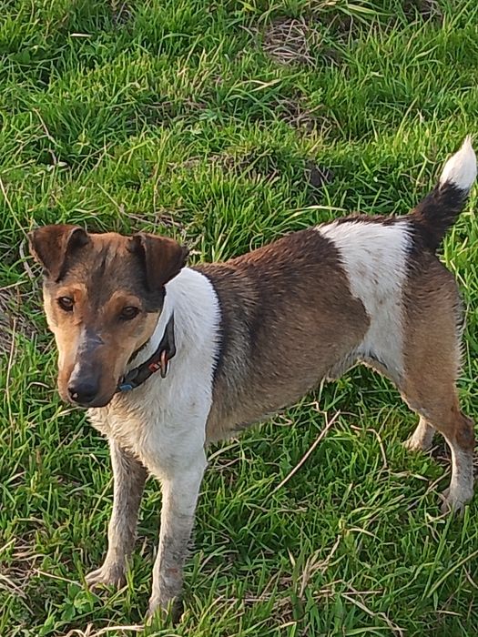 В'язка  фокстерьер гладка.