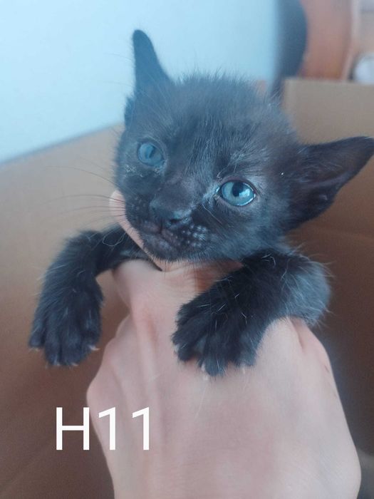 Gatinhas bebés para adoção