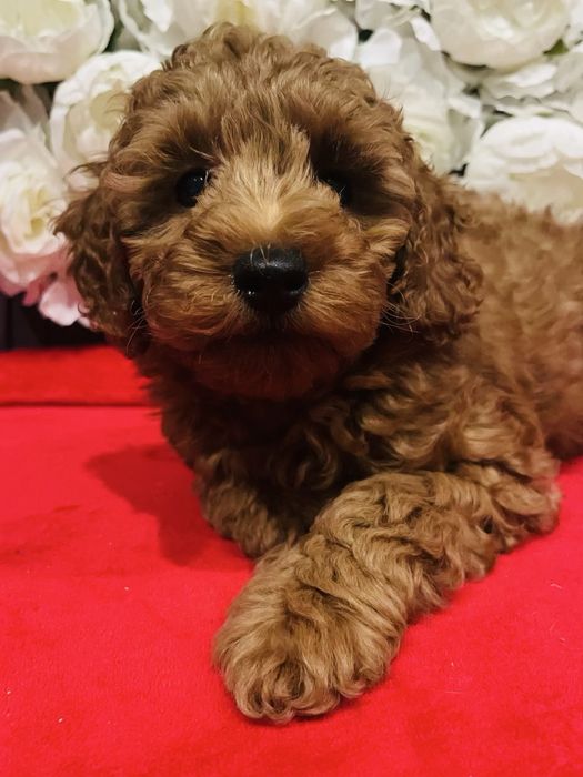 Хлопчик той пудель шукає родину