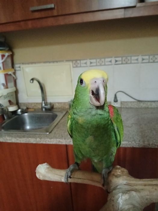 Macho de Amazona oratrix
