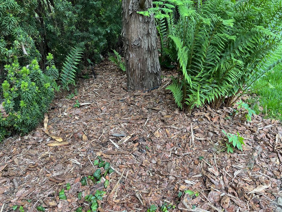 Kora sosnowa ogrodowa