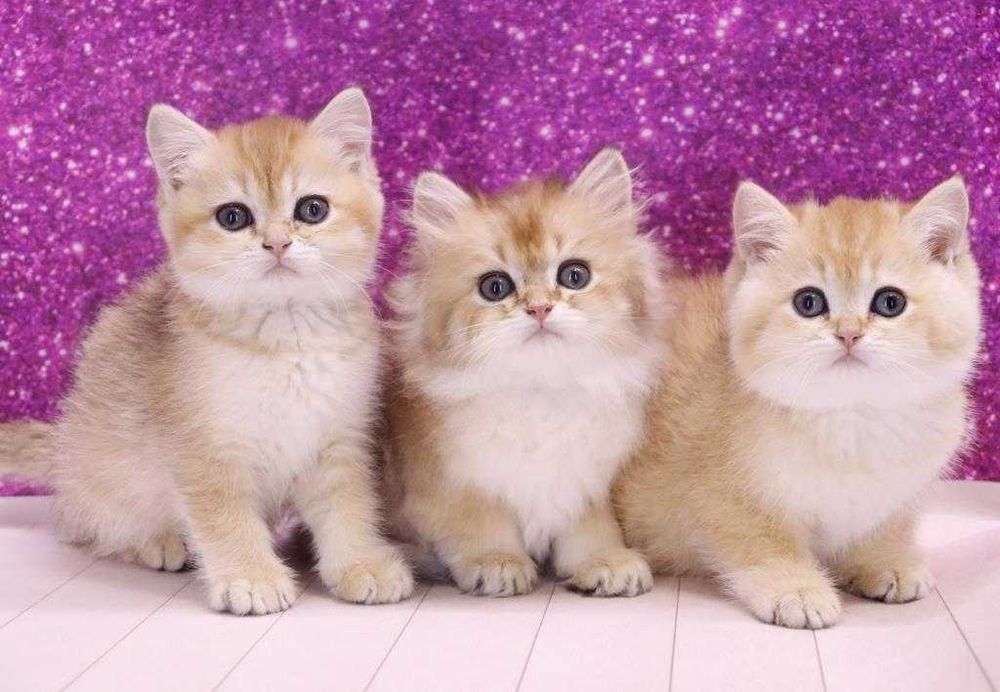 Цілком чарівні британські кошенята в золотих шубках