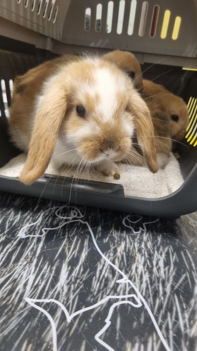 Królik baranek mini lop