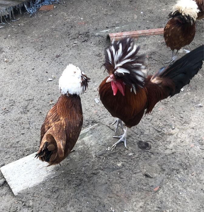 Jaja legowe od kur ozdobnych;   padewskie trojkolorowe i inne