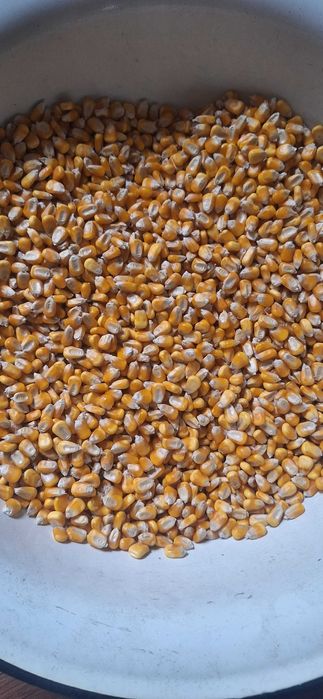 Sprzedam kukurydze do siewu