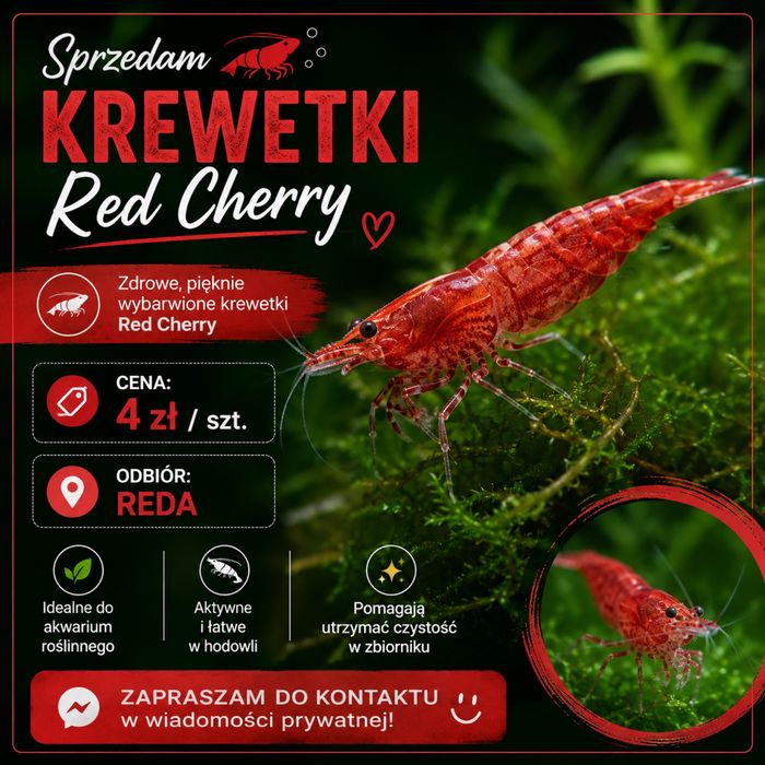 Krewetki Red Cherry