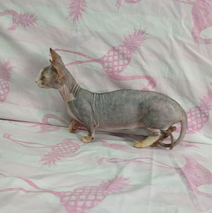 Киця бамбіно крупна, не стерилізована