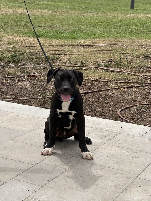 American Bully XL