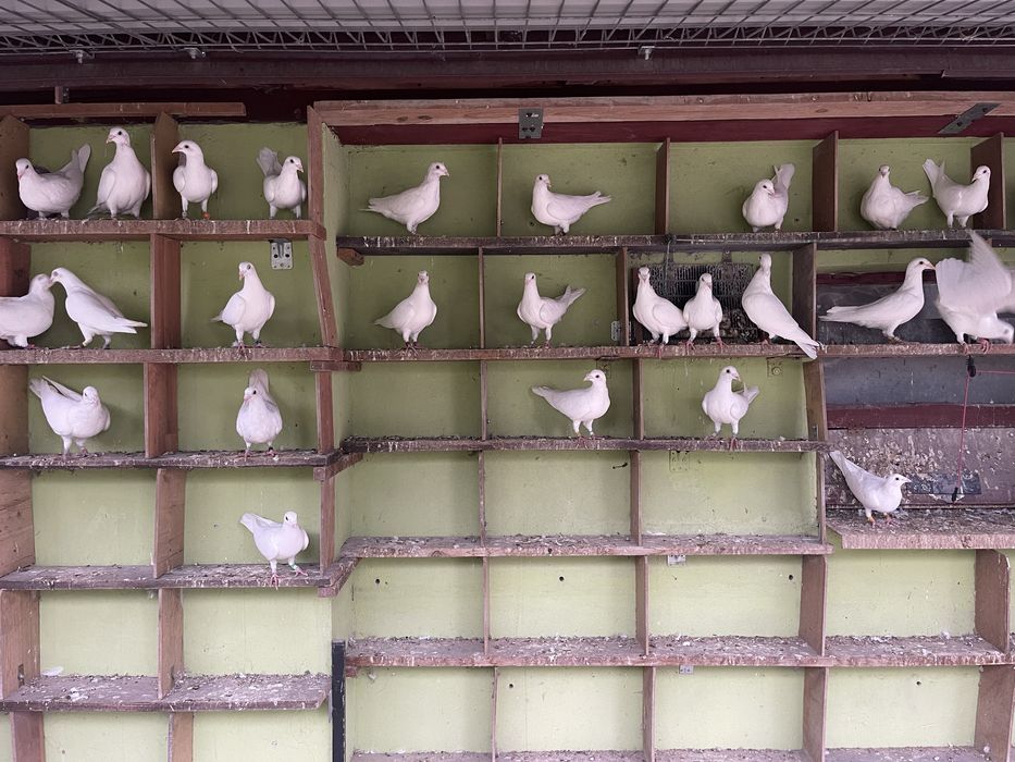 Gołąbki pocztowe białe