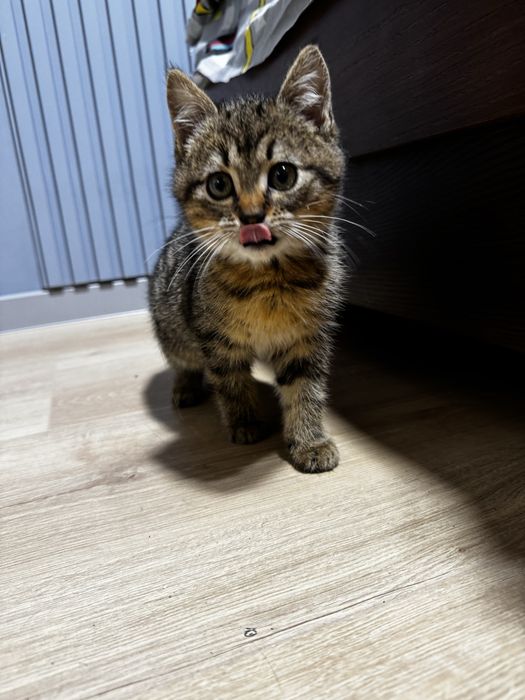 Лагідний та муркотливий котусик безкоштовно