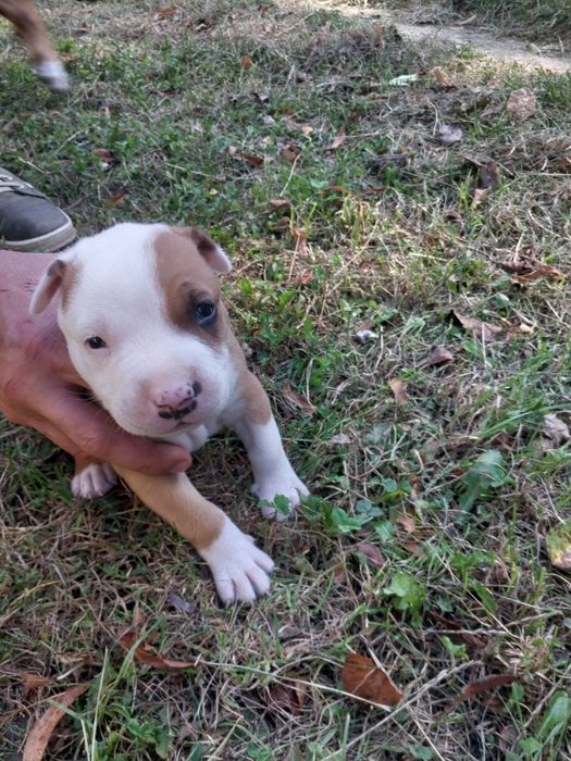 Американский стафф