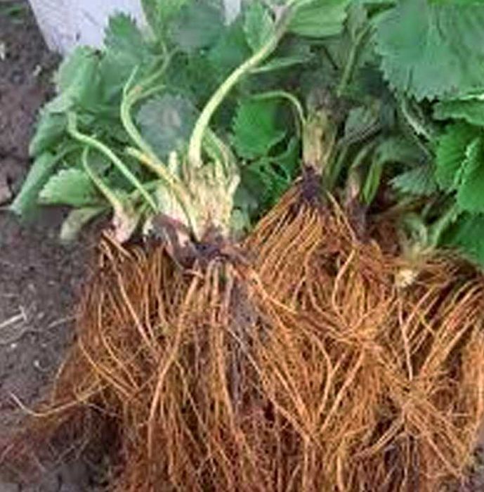 Копана розсада полуниці копанка касетна КСД купити саджанці в Україні