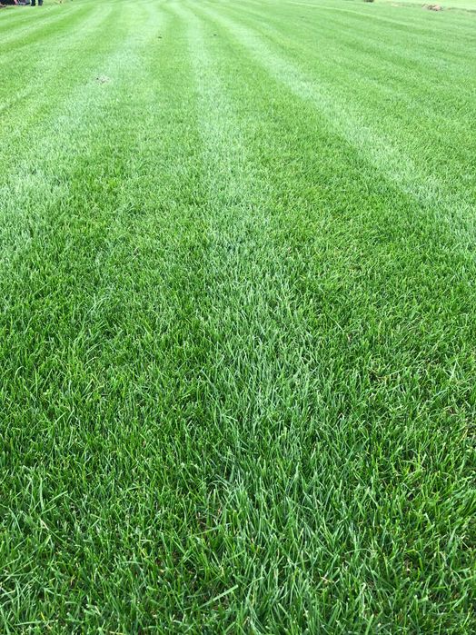 Trawa z rolki 1 gatunek, trawnik z transportem, zamówienia online