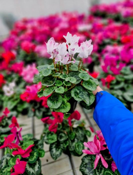 Квіти. Гіацинт. Цикламен . Примула. гиацинт. Опт та роздріб.