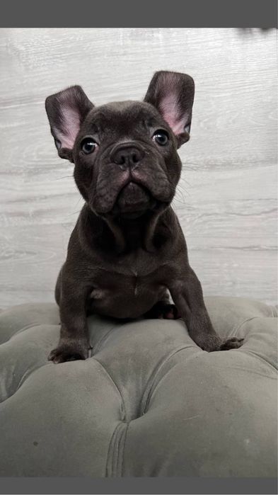 Лулу, блакитна дівчинка, франічка, доставка в ЕС